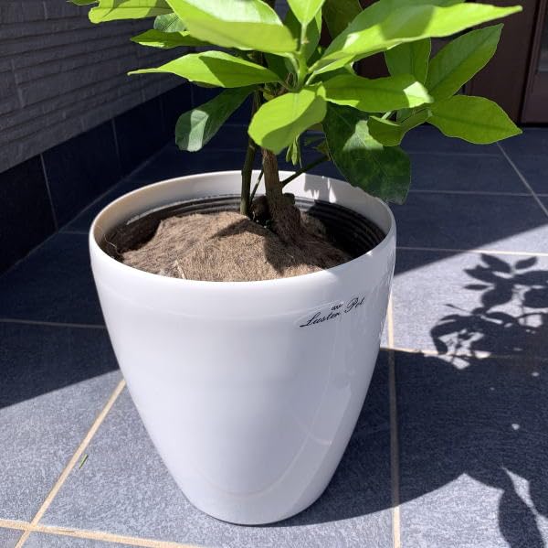 Amazon.co.jp: ノーブランド品 レモンの木 耐寒性ある品種 7号